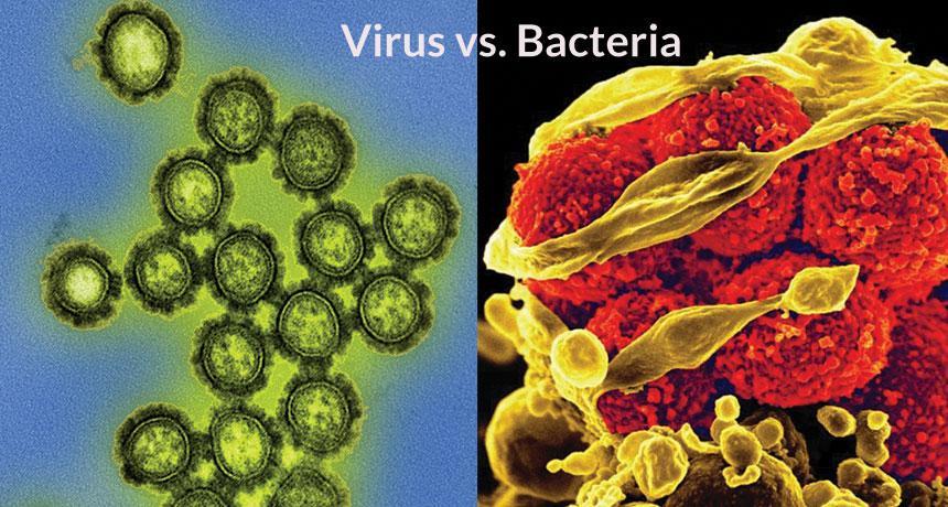 [Image: Bacteria-Vs-Virus-1.jpg]